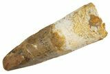 Fossil Spinosaurus Tooth - Real Dinosaur Tooth #305662-1